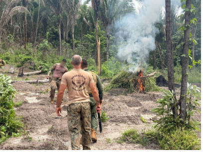 22 mil pés de maconha são destruídos na Baixada Maranhense